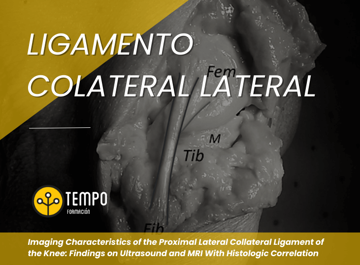 ligamento-colateral-lateral-rodilla-ecografia-y-anatomia